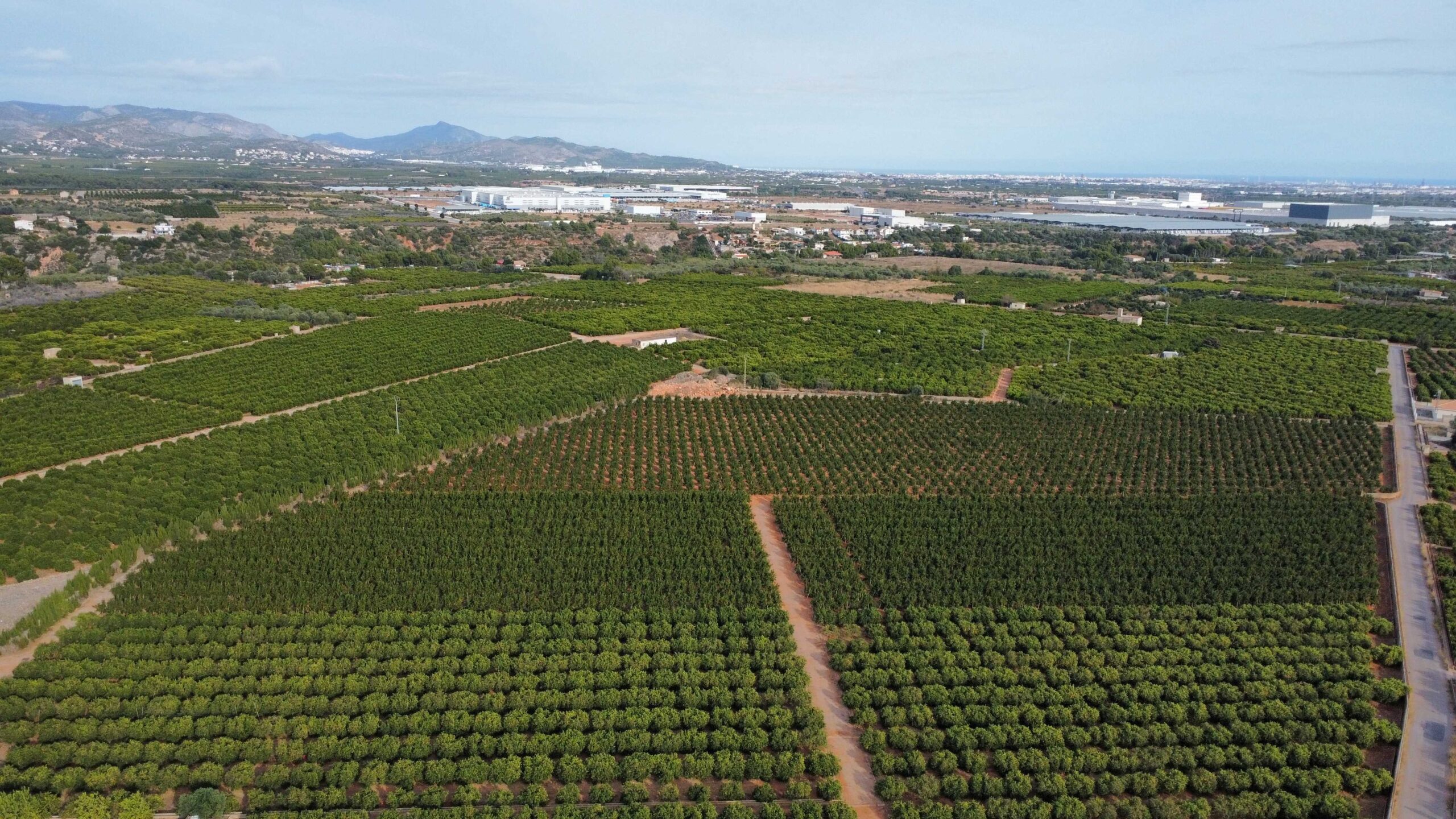 citricos valencia denuncia|citricos valencia denuncia